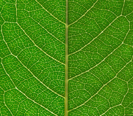  green leaf background