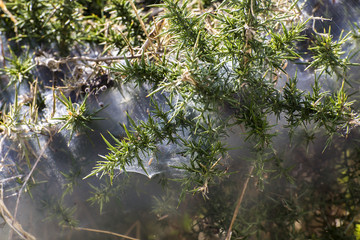 Spider web hedge