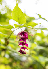 Pink flower