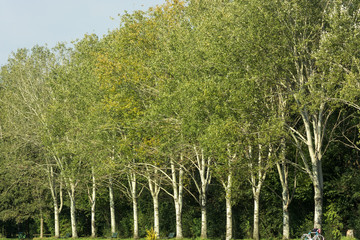 Milan: path in the park