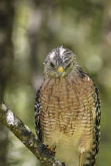 Red-Shouldered Hawk