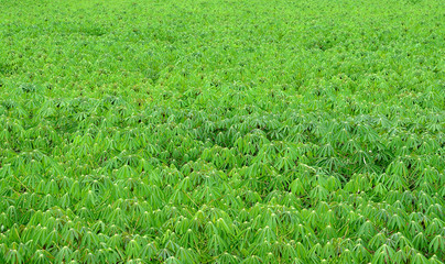 cassava tree
