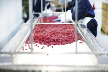Close up scene. Food factory workers hands in production line. Workers inspecting and packing frozen fruits. Frozen raspberry.