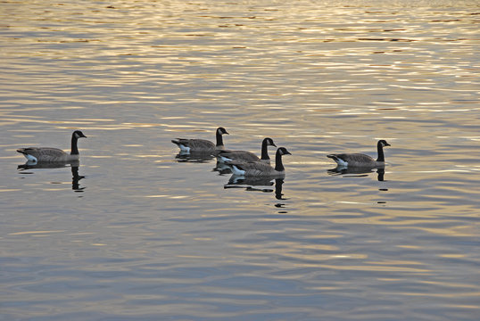 Canadian Geese in lake