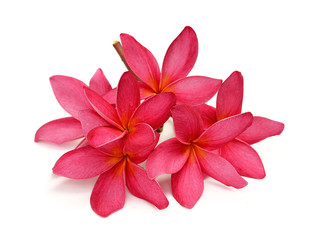 Tropical flowers frangipani (plumeria) isolated on white backgro