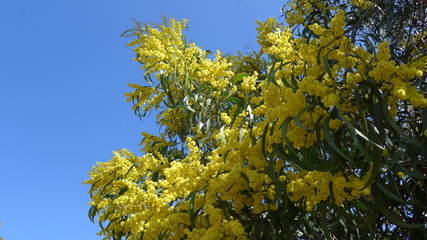 Flowering mimosa tree - Bild -