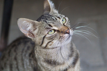 Cute domestic cat looking up