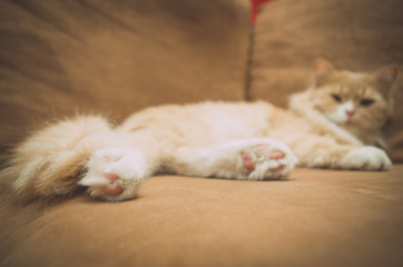 Fototapeta na wymiar White orange pussycat lying comfortably spread out on sofa and