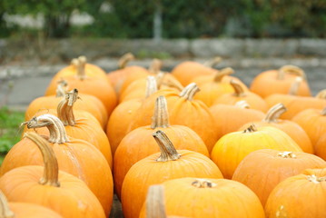 Zeit für einen Kürbis