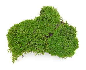 Obraz premium Green moss isolated on white bakground