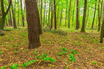 Autumnal forest landscape