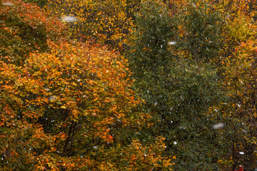 First snow in the city in the colorful leaves of autumn trees