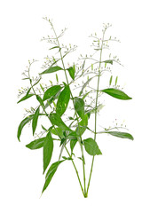 Andrographis paniculata plant on white background