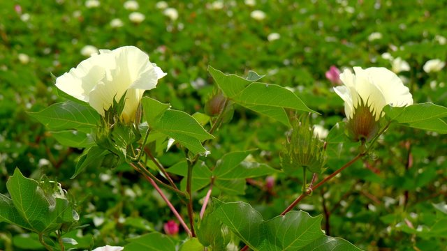 A field of cotton plants with unripe bolls and flower with leaf (4K)