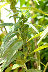 Sesame growth in the fields