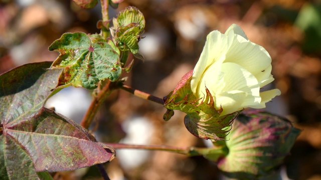 A field of cotton plants with unripe bolls and flower with leaf (4K)