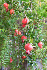 Ripe Colorful Pomegranate Fruit on Tree Branch