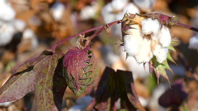 Cotton Plant Ready to Harvest (4K)