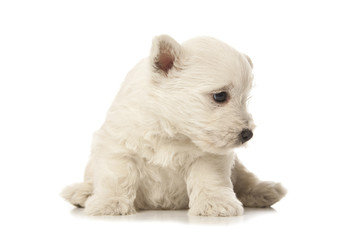 West Highland White Terrier puppy