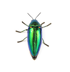  metallic wood-boring beetle  isolated on white background.