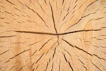 Detail of the cut of a pine trunk, closeup, Italy