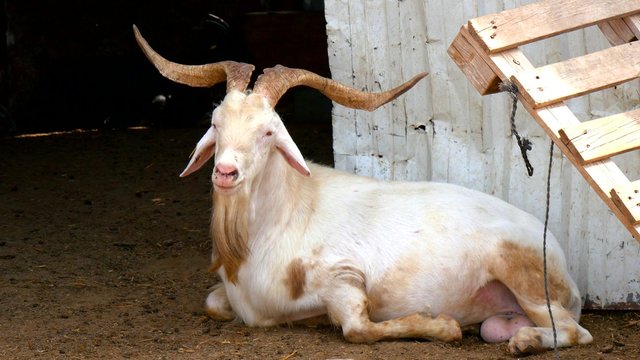 Goats resting on a farm (4K)