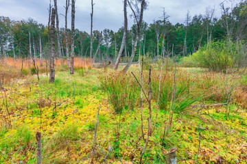 Colorful landscape with wetlands and dead trees