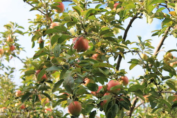 
Red apples on the tree apple tree autumn big crop