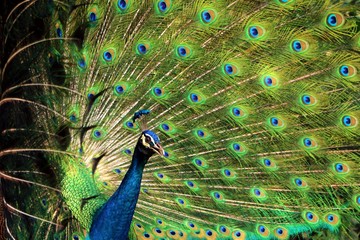 Portrait of peacock with feathers stand out