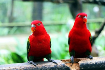 Red birds