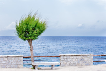 tree with sea view