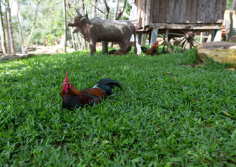 Chicken in the garden