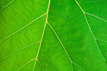 closeup of green leaf texture background
