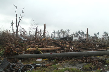 Trees and electric post destroyed by typhoon in the Philippines