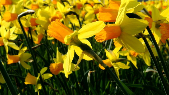 Yellow Daffodils or Narcissus flowers in the wind.
