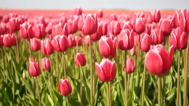 Field of tulips dancing in the wind on a lovely spring day.