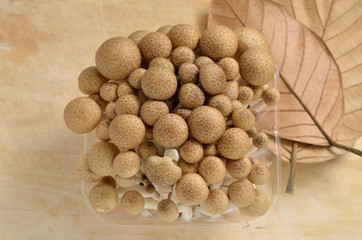 Buna Shimeji Mushroom