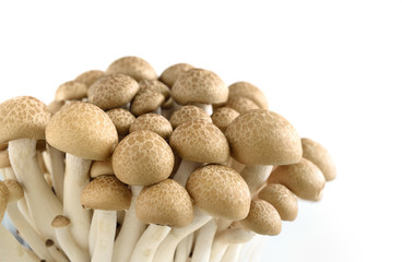 Buna Shimeji Mushroom