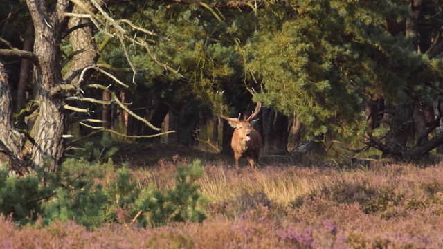 Red Deer Stag and Hind grazing in a heather field during a sunset in autumn.