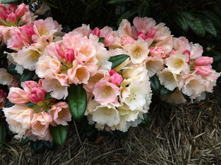 Pink and white Rhododendron 