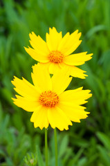 Sun flower