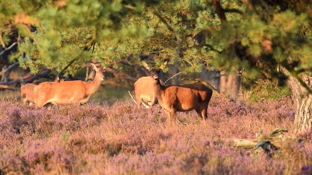 Red Deer Stag and Hind grazing in a heather field during a sunset in autumn.