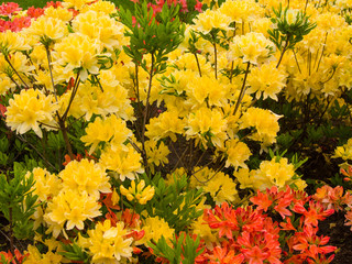 Yellow and Red Flowers