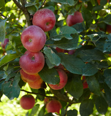 Ripe red apples on a branch