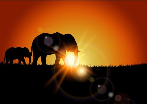 Animal background of elephant when sunset