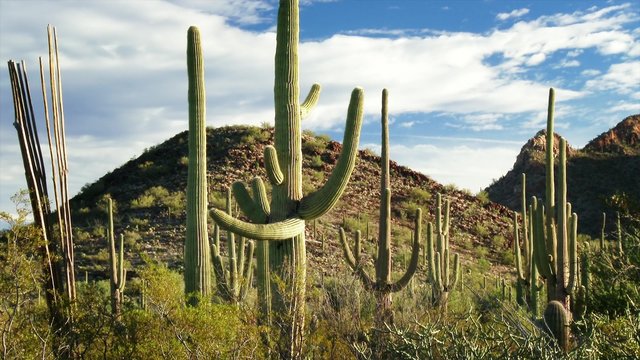 Desert landscape in Saguaro National Park, zoom, 4K Ultra HD
