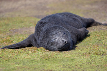 Cute fluffy black Southern Elephant Seal Pup (Mirounga leonina)