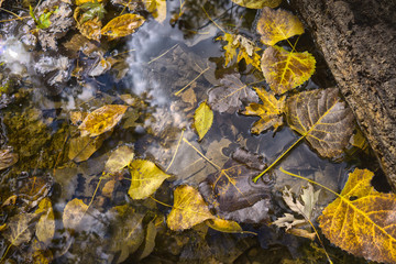 Fall Foliage  Leaves In A Small Creek Bed - HDR