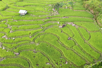 Green Terraced Rice Field in Chiangmai, Thailand
