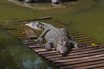 crocodile in zoo